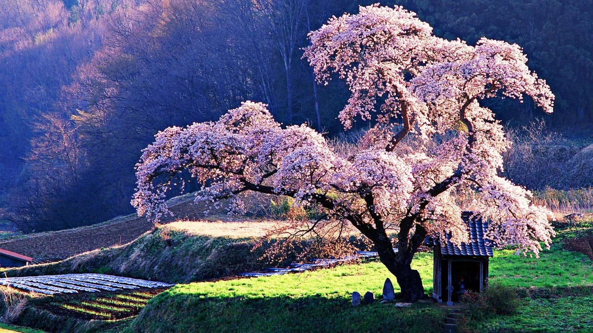 Ala - photo